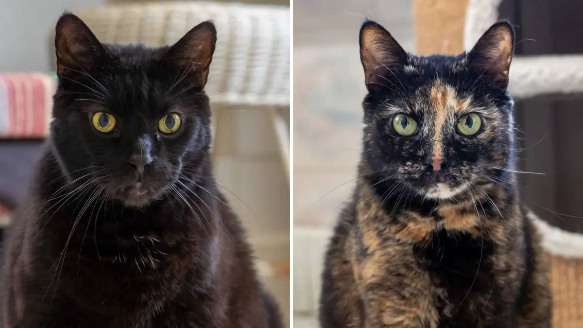 Für Anuk (rechst) und Charly soll es zusammen weitergehen – das Tierheim Schwedt sucht ein passendes Zuhause für beide Katzen.