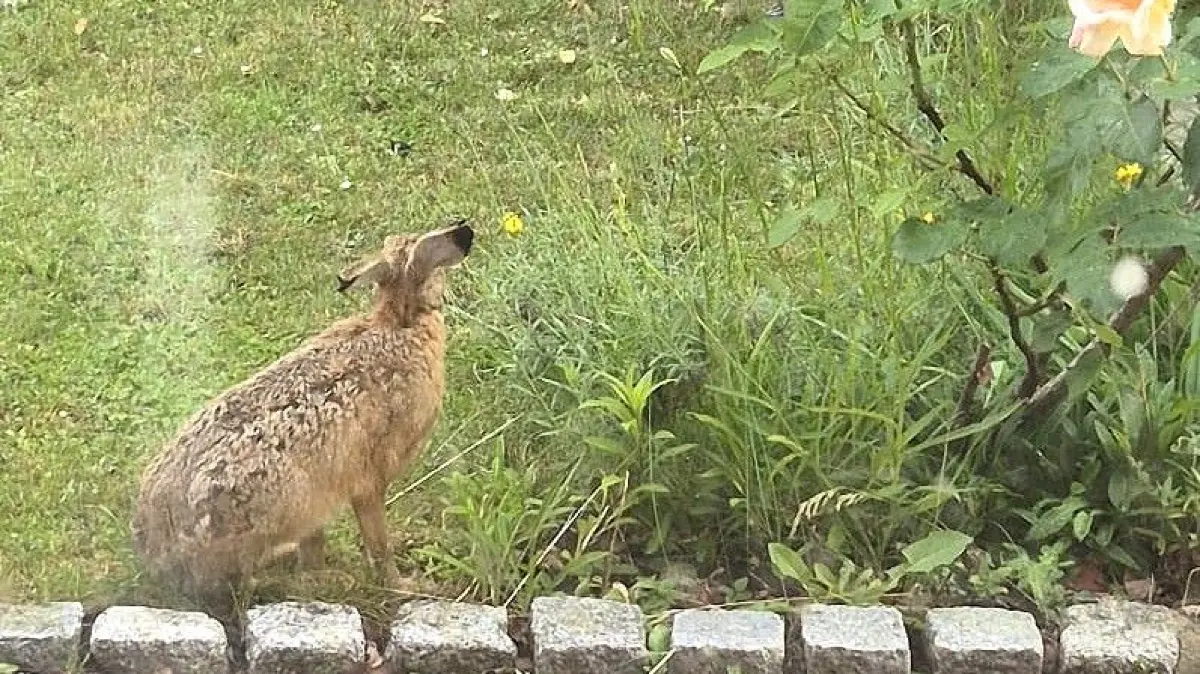 Schnappschuss im Garten: Diese Aufnahme erinnert Erhard Kairys aus Eberswalde an das seltsame Tier, das nachts durch das Wohngebiet Westend laufen soll. Das Foto zeige einen Hasen mit angelegten Löffeln.