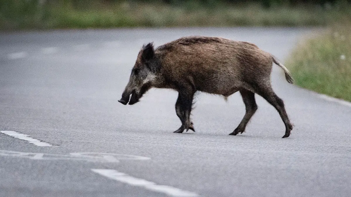Wildschwein auf Straße: ARCHIV - 12.07.2020, Berlin: Ein Wildschwein läuft über eine Straße. (zu dpa: «Wildschwein rammt Kinderwagen in Polen - Kleinkind verletzt») Foto: Paul Zinken/dpa +++ dpa-Bildfunk +++