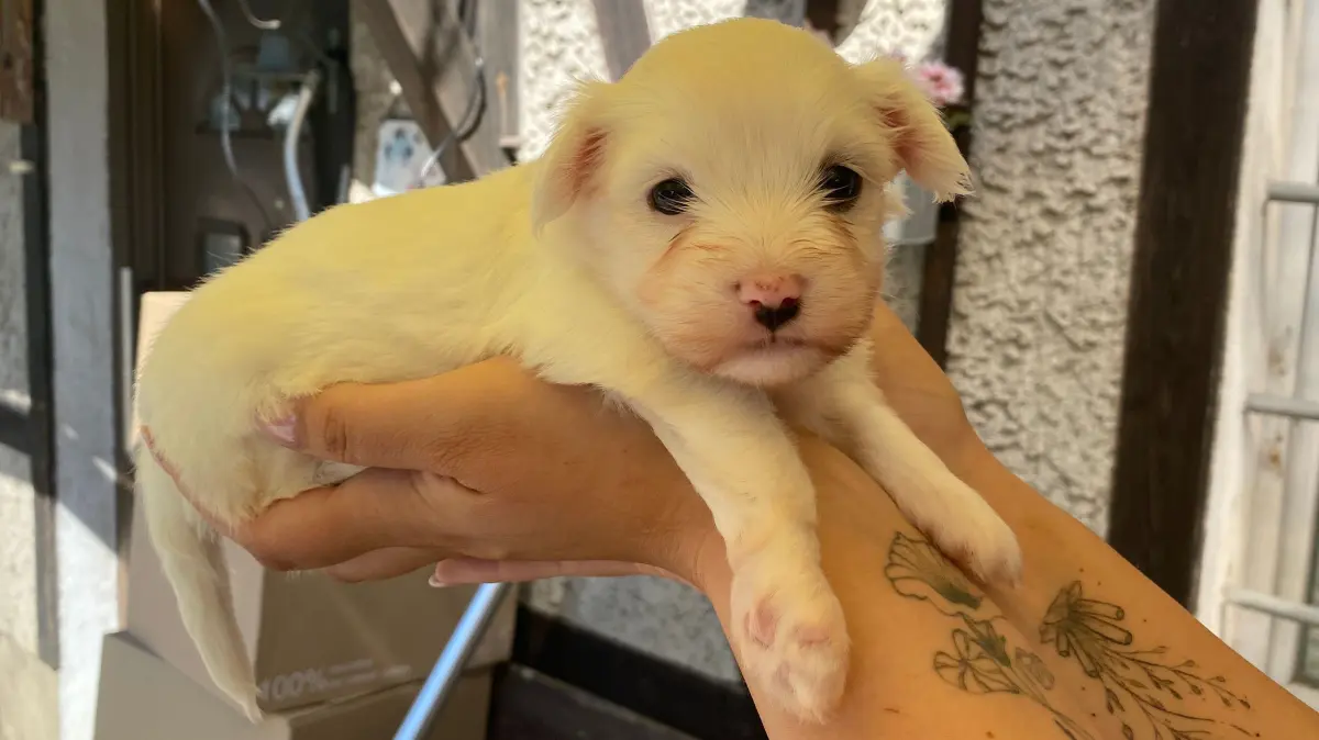 In Alinas Tierheim in Eisenhüttenstadt überraschend geboren: das Malteserbaby Olaf. Es ist vier Wochen alt und kann in vier bis sechs Wochen an einen Tierfreund abgegeben werden.