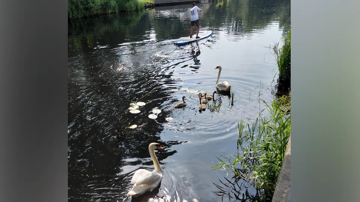 Oranienburg, Stadtfest am 21.06.2026, Tag 3, neben SUP auch Schwan Schwäne auf der Havel unterwegs