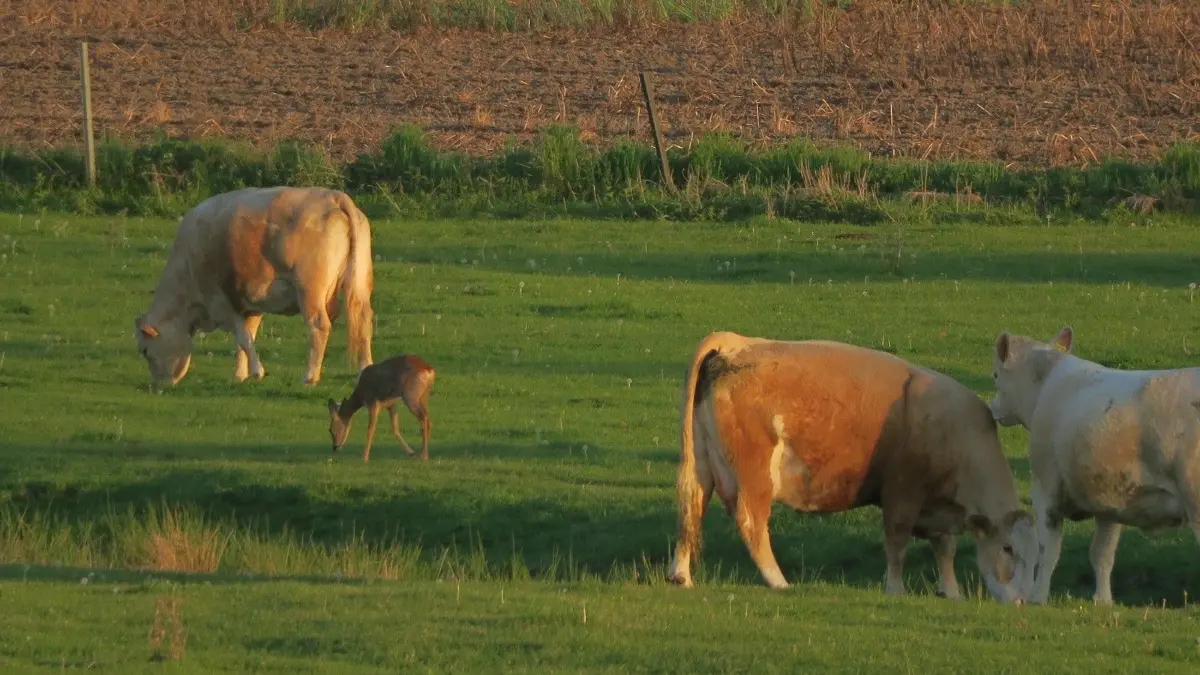 Ein Reh steht inmitten einer Kuhherde in Neuzelle