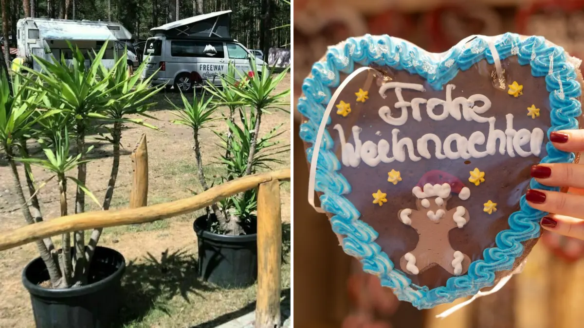 Schernsdorf. Auf dem Campingplatz am Schervenzsee wird am 26.06.2026 die erste Halbzeit-Weihnachtsparty gefeiert. Bildkombi aus Palmen am Schervenzsee (02.08.2022, Frank Groneberg) und Lebkuchenherz (2017, Etienne Dötsch/dpa). 22.06.2026 Bildkombi: Frank Groneberg