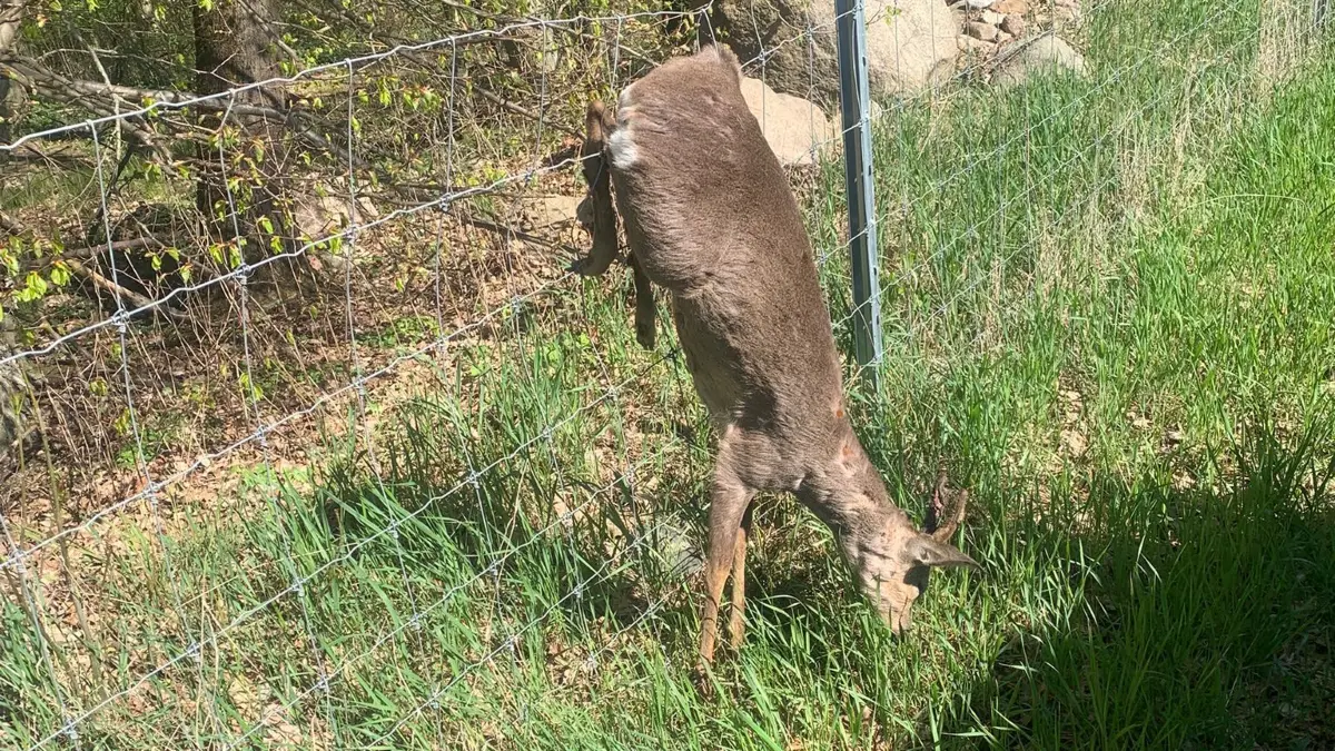 Ein verendetes Reh an einem ASP-Zaun bei Oderberg. Zwei Jäger kritisieren, dass die Zäune noch immer stehen.