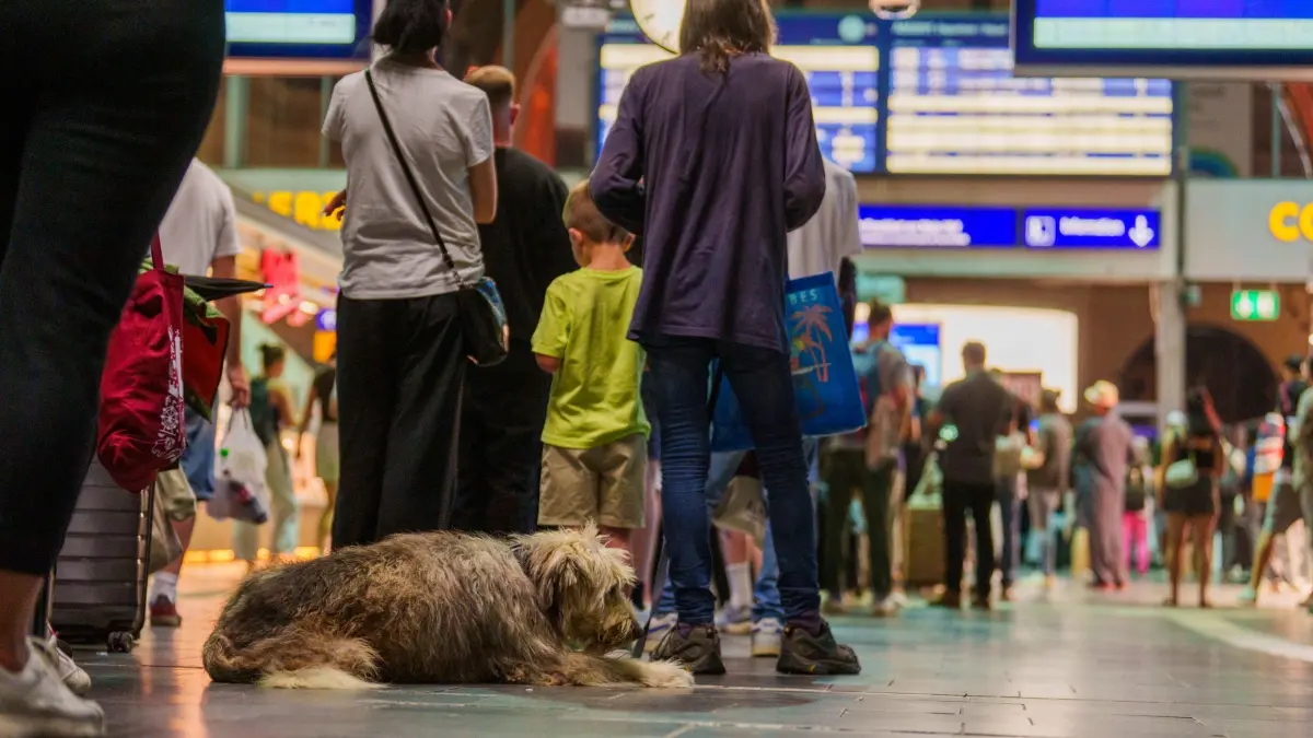 Deutsche Bahn stellt Zugverkehr ein: 23.06.2026, Hessen, Frankfurt am Main: Ein Hund steht mit seinem Herrchen in einer langen Schlange am Serviceschalter der Bahn im Hauptbahnhof an. Der Verkehr der Deutschen Bahn ist wegen einer Funkstörung bundesweit eingestellt. Foto: Andreas Arnold/dpa +++ dpa-Bildfunk +++