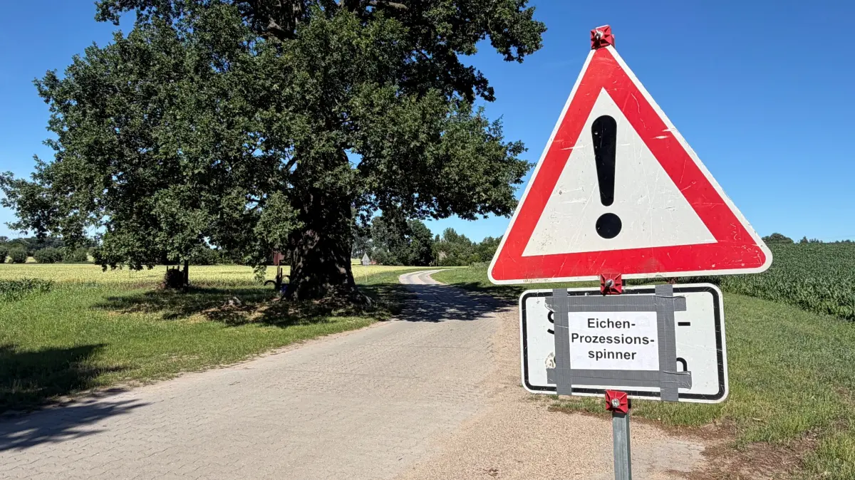 Bei Seelow sind Nester vom Eichenprozessionsspinner gefunden worden. Auch die Derfflinger Eiche in Gusow ist betroffen.