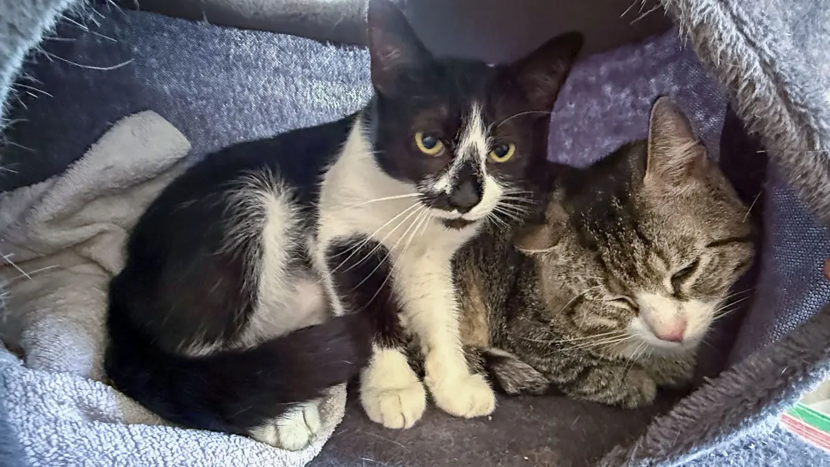 Zwei Katzen, ein Team: Schwedt, 26.6.2026: Im Schwedter Tierheim sind Lottie und Leon (v.l.) kaum voneinander zu trennen. Die beiden jungen Katzen suchen ein gemeinsames Zuhause.