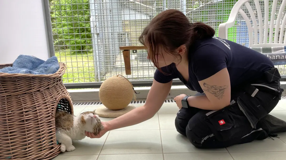 Das Eis zur angehenden Tierpflegerin Celina Kirchner im Tierheim Märkisch Buchholz ist bei Kater Fussel längst gebrochen. Er genießt ihre Besuche in seinem Katzenzimmer und vor allem die Streicheleinheiten.