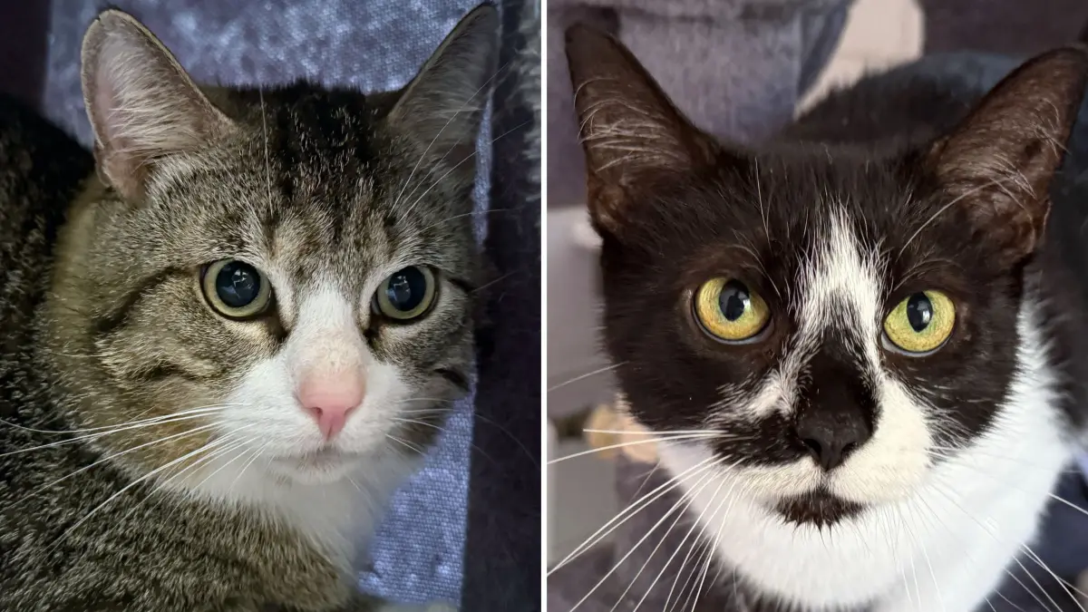 Leon (links) und Lottie im Schwedter Tierheim: Die beiden Wohnungskatzen werden nur gemeinsam vermittelt.