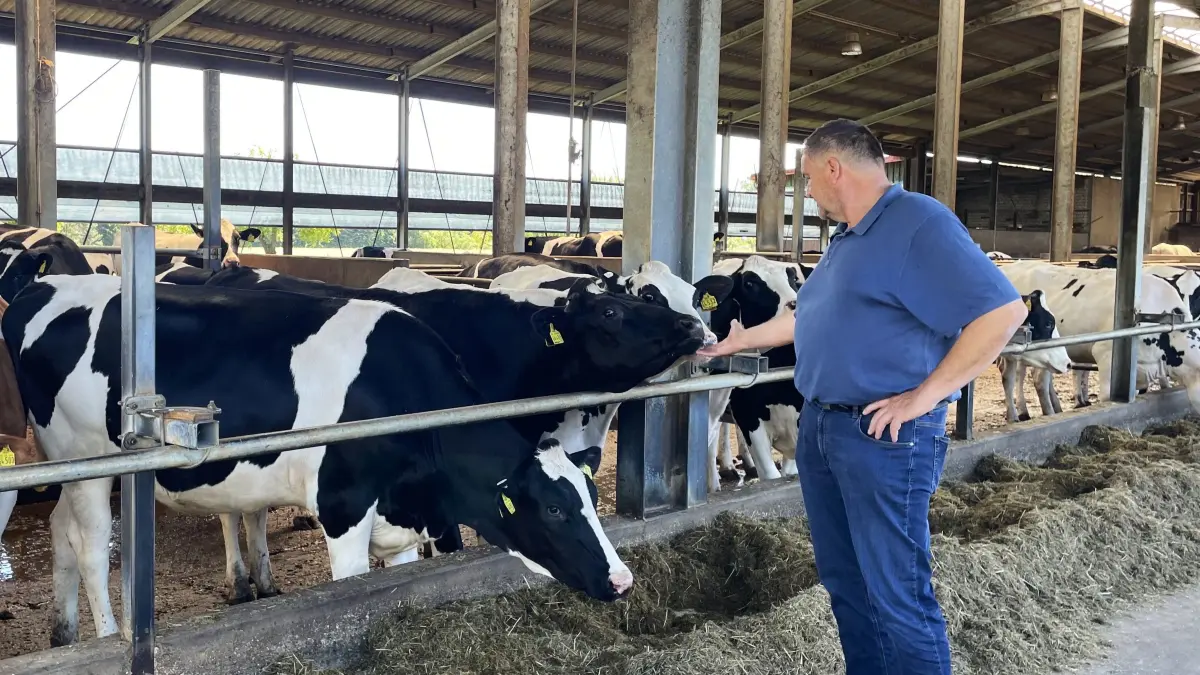 Hartmut Noppe, Vorsitzender des Kreisbauernverbandes im Landkreis Oder-Spree und Geschäftsführer bei Agrarprodukte Sauen, besucht die heranwachsenden Färsen.