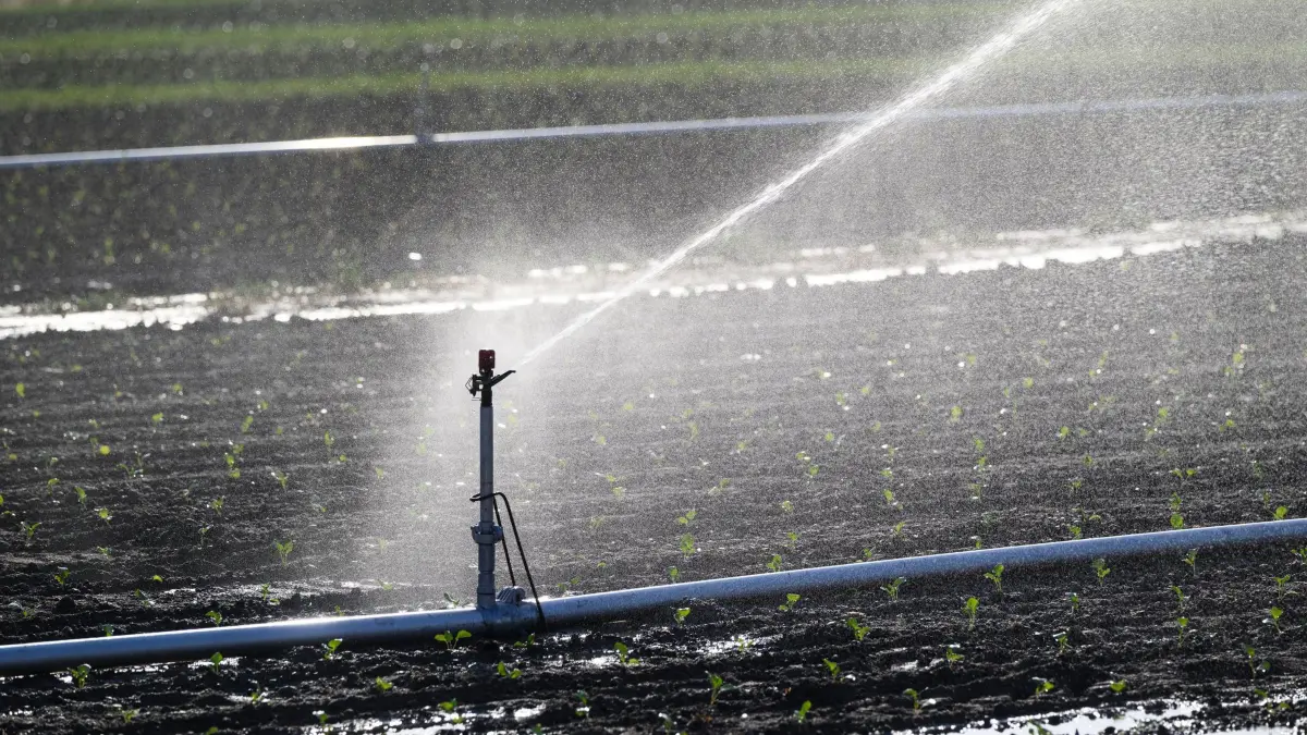 Sommerwetter in der Schweiz: 26.06.2026, Schweiz, Lyssach: Ein Feld mit jungen Brokkoli-Pflanzen muss wegen der anhaltenden Hitze bewässert werden. Foto: Christian Beutler/KEYSTONE/dpa +++ dpa-Bildfunk +++