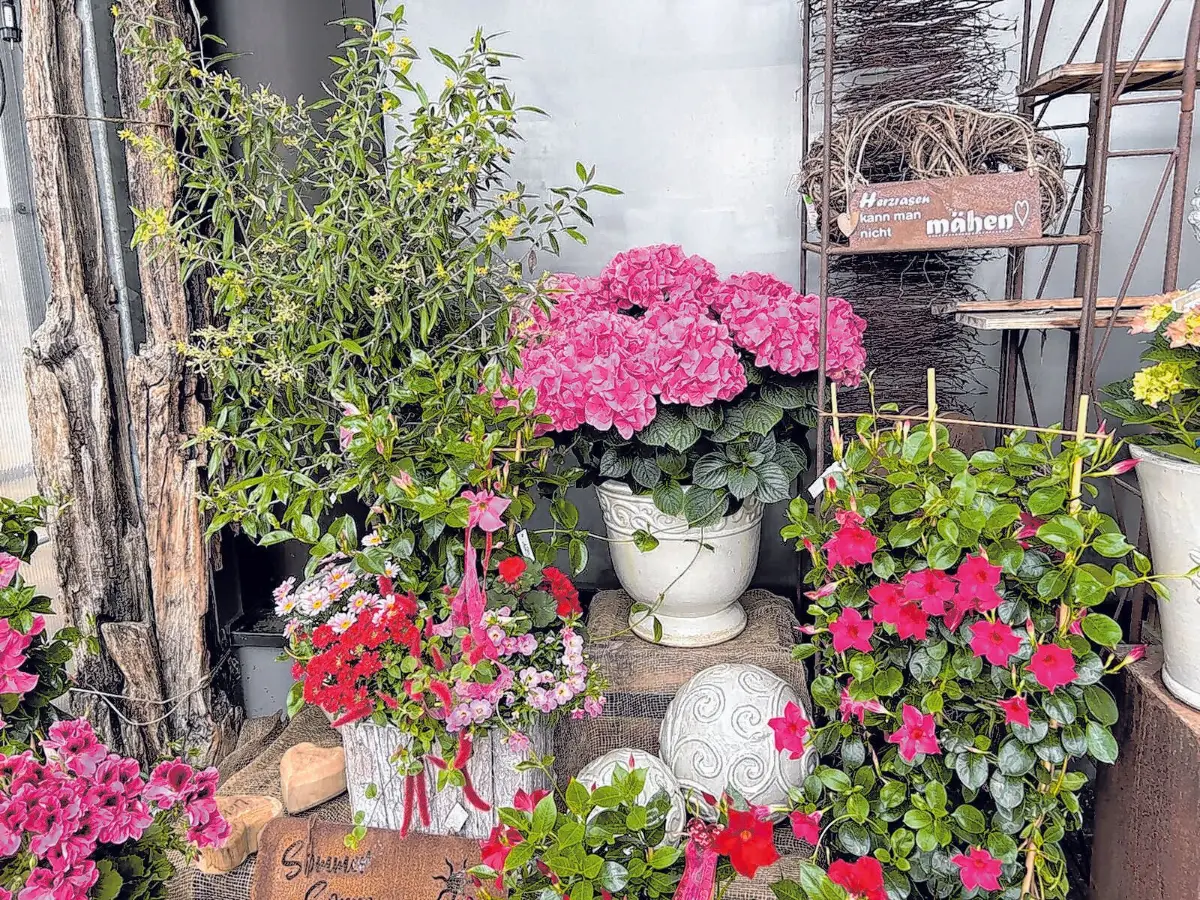 Der beginnende Sommer ist die Zeit, da die schönsten Blumen erblühen. Das hat dem Manschnower Traditionsfest seinen Namen gegeben.
