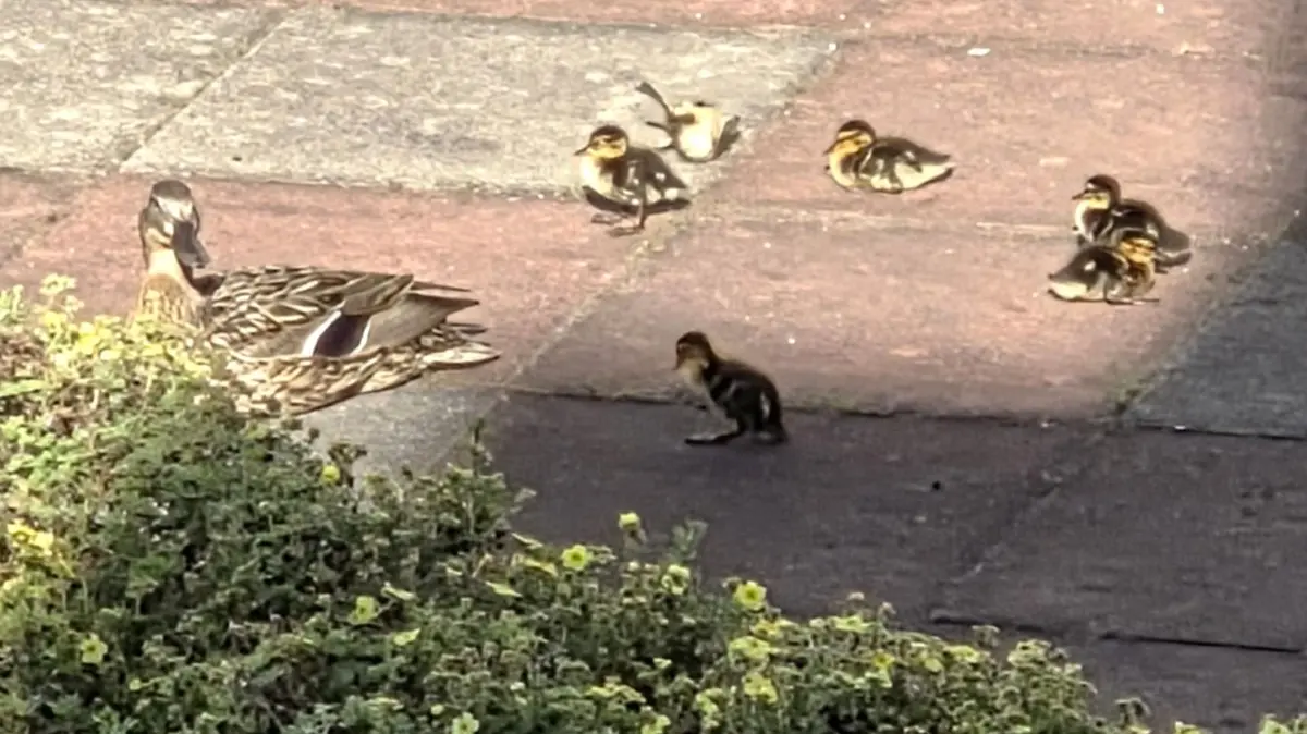 Eine Ente und ihre Küken auf dem Dach des Rathaus-Centers in Fürstenwalde. Von allein kommen die kleinen Wasservögel nicht von cem Gebäude.