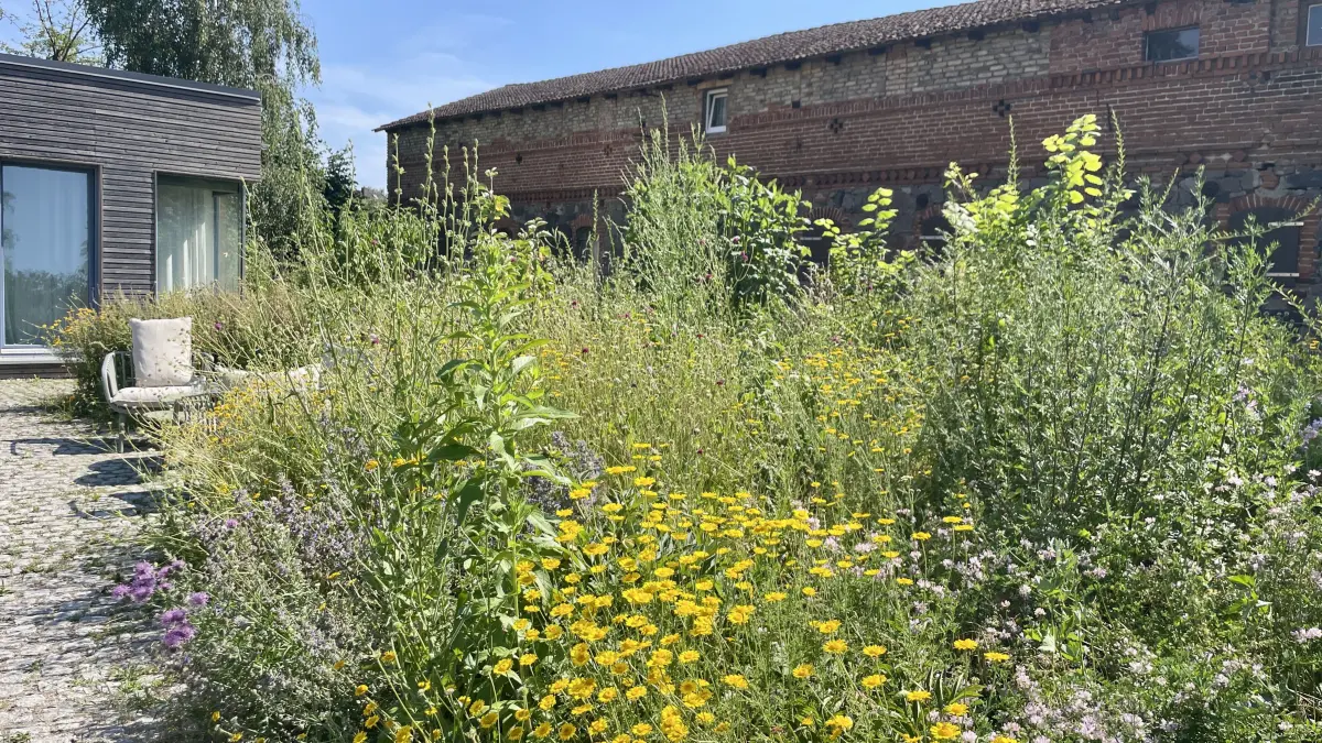 Trotz Rekordhitze blühen im Vorderbeet in Börnicke Wegwarte, Natternkopf, Flockenblume und wilder Salbei. Die dicht wachsenden, trockenheitsverträglichen Pflanzen schützen den sandigen Boden – gegossen wird hier kaum.