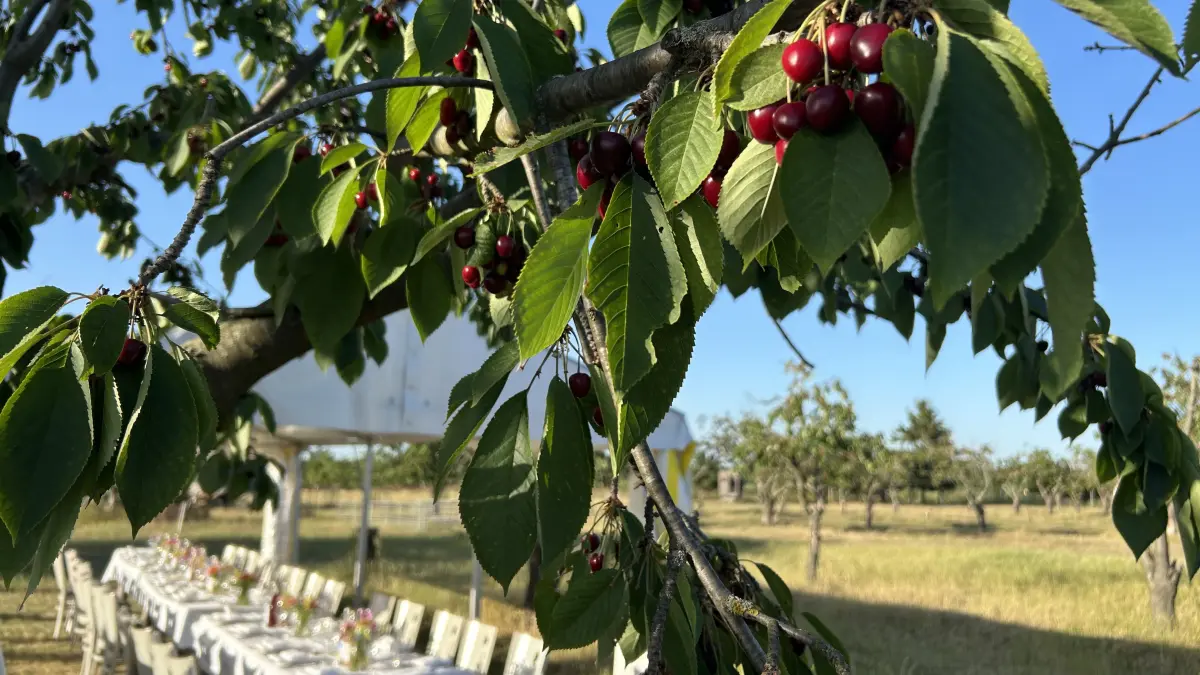 Eine sommerlich gedeckte Tafel mitten in der Kirschbaumplantage. Kirschen kosten ist erlaubt.
