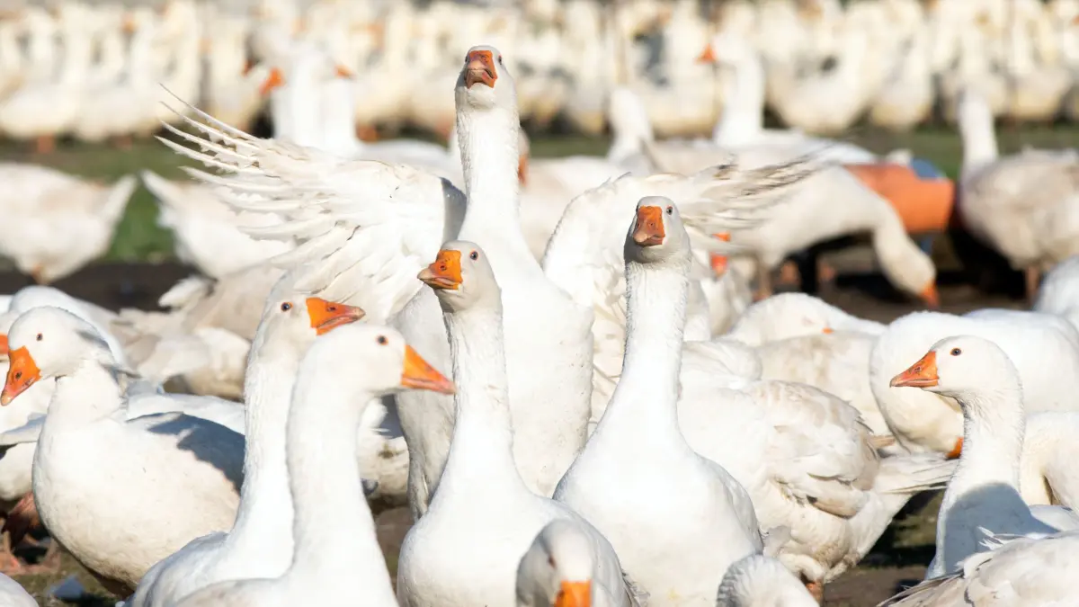 Eine Herde Gänse weidet auf dem Landhof Rahlf im Ortsteil Mehrow. +++ dpa-Bildfunk +++