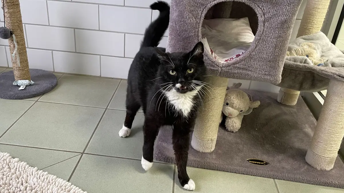 Im Tierheim Märkisch Buchholz lernt Kater Zorro, dass er Menschen offenbar doch vertrauen kann.