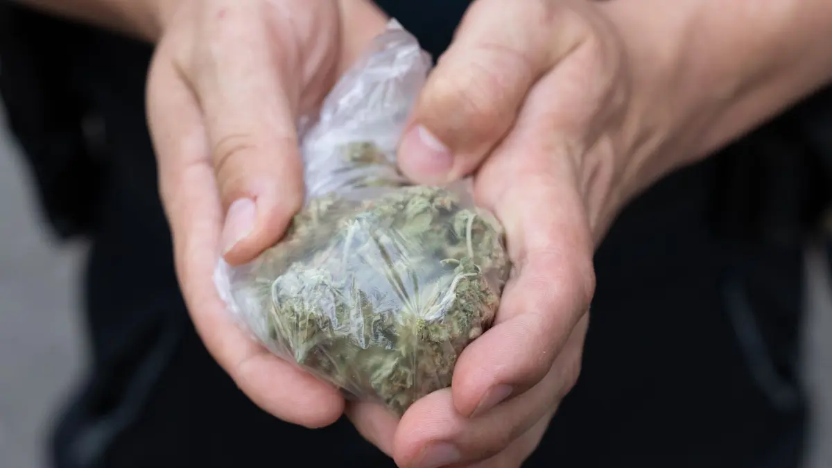 Drogenkontrolle: ARCHIV - 23.06.2026, Hessen, Frankfurt am Main: Sichergestelltes Cannabis hält ein Polizist bei einer Razzia im Bahnhofsviertel von Frankfurt in den Händen. (zu dpa: «Drogen im Wert von zwölf Millionen Euro im Hafen entdeckt») Foto: Boris Roessler/dpa +++ dpa-Bildfunk +++