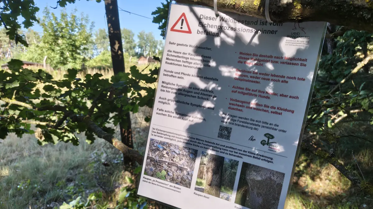 Warnung am Eingang des Waldes: Das "Birkenwäldchen" im Bernauer Ortsteil Ladeburg wurde vom Eichenprozessionsspinner befallen.