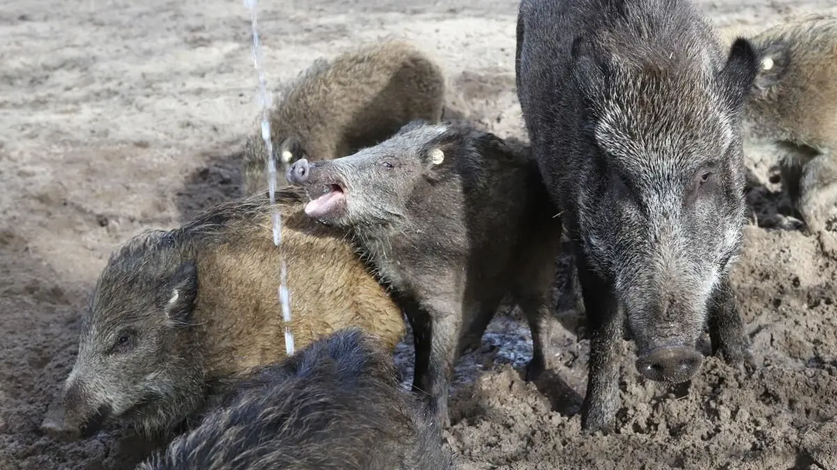 Wildschweine im Tiergehege Eisenhüttenstadt