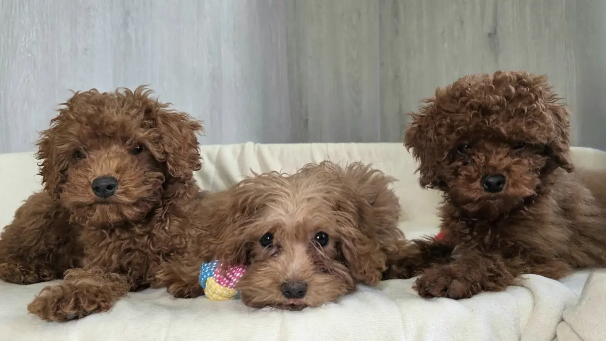 Drei niedliche Cockapoo-Welpen: Da für sechs solcher Hunde an der Grenze keine Papiere vorlagen, gingen sie an das Tierheim am See nach Eisenhüttenstadt.