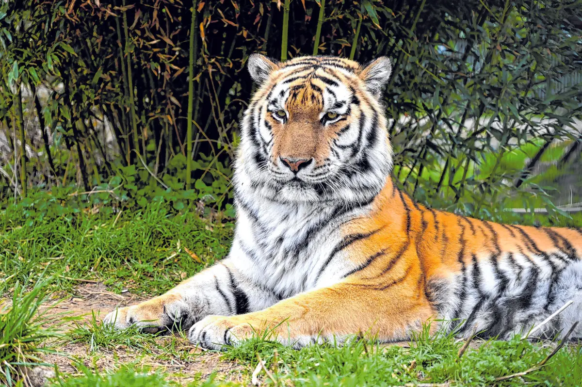 Findeltiger Diego hat im Wildkatzenzentrum ein Zuhause gefunden.