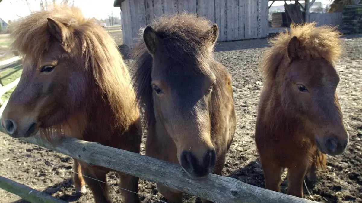 05.03.04-ponys von karl heinz anders aus golzow
/moz michael märker