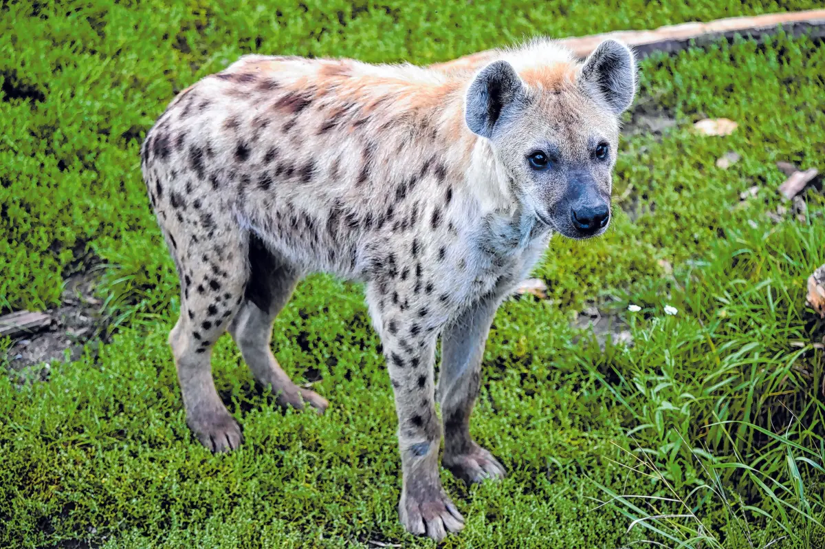 Tüpfelhyäne Shenzi ist neugierig auf Besucher.
