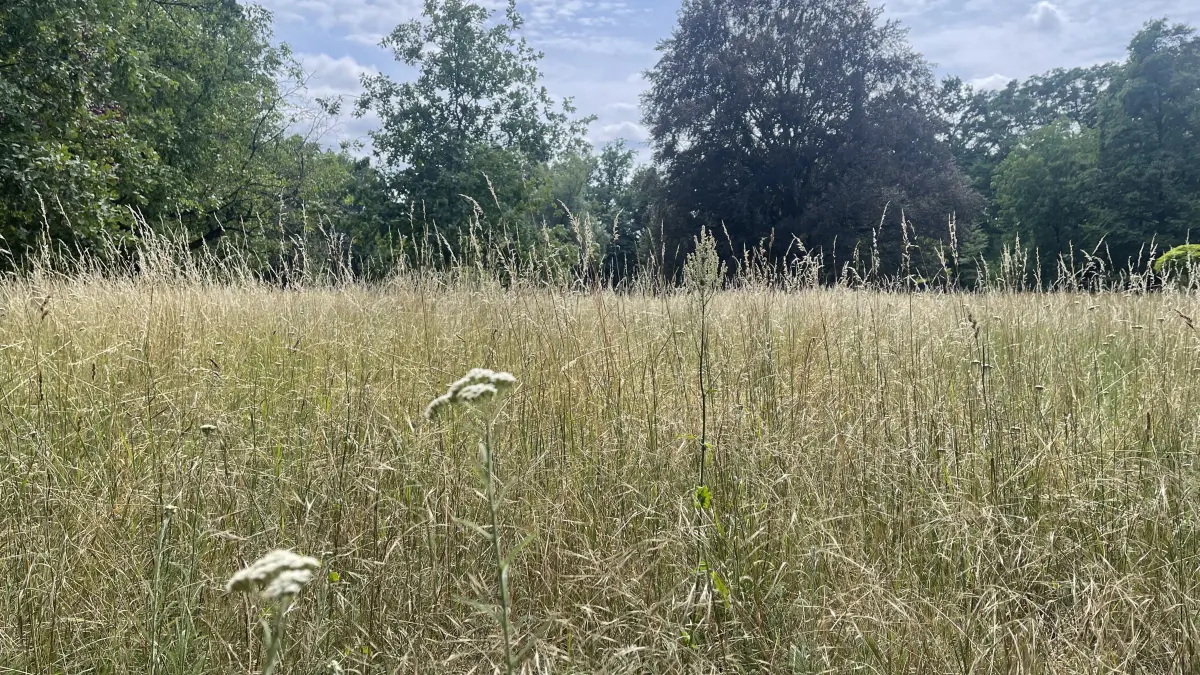 Das Gras im Arboretum im Eisenhüttenstädter Ortsteil Fürstenberg steht sehr hoch. Das hier und am Rosenhügel sehr lange nicht gemäht wird, hat einen besonderen Grund.