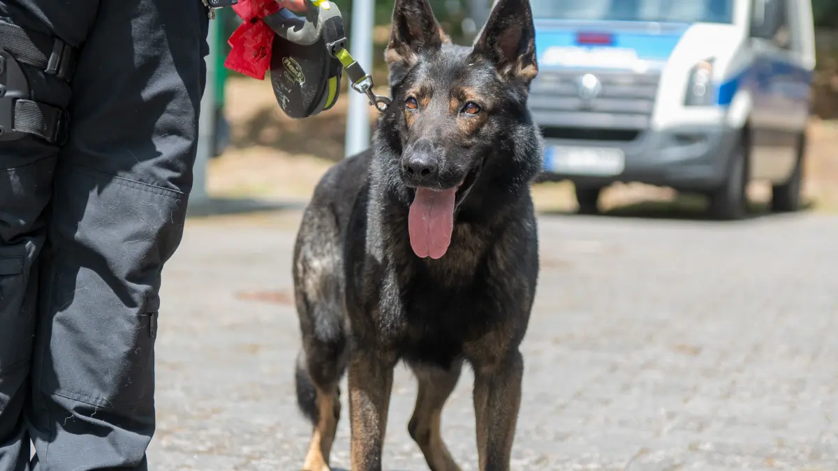 Auch die Diensthundestaffel präsentierte sich beim Tag der offenen Tür. Polizeihunde gehören unter anderem bei der Fahndung und Spurensuche zum Einsatzalltag.