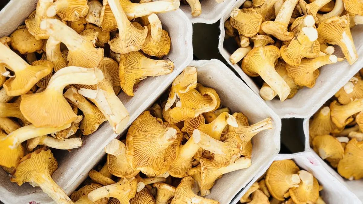 Pilze einkaufen in Polen: In Slubice startet die Pfifferling Saison