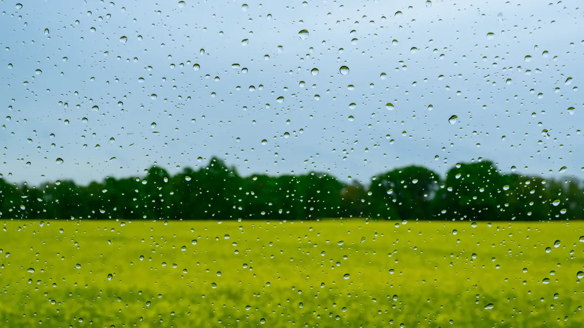 Blick durch eine vom Regen nasse Autoscheibe auf die trübe Landschaft mit einem blühenden Rapsfeld. (zu dpa: «Wann der Regen weniger wird») +++ dpa-Bildfunk +++