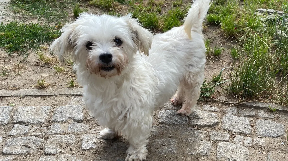 Hat harte Jahre bei einem Vermehrer hinter sich: der achtjährige Hund Bella. Die Malteserdame wohnt in Alinas Tierheim an der Oderlandstraße in Eisenhüttenstadt.