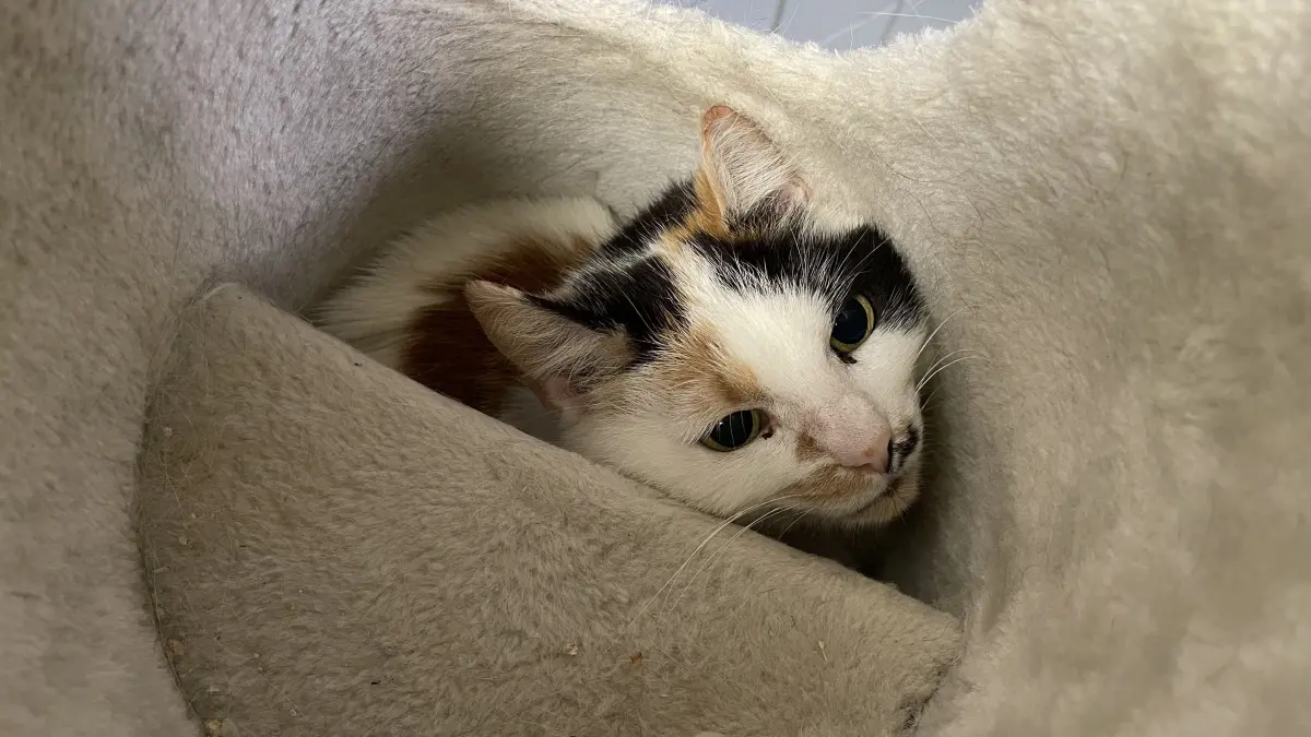 Im Tierheim Märkisch Buchholz lassen sich weder Katze Uno noch Katze Fina von der angehenden Tierpflegerin Celina Kirchner dazu überreden, ihre Verstecke zu verlassen. Gerade mal Fina wagt einen verstohlenen Blick auf die Besucher – mehr ist nicht drin.