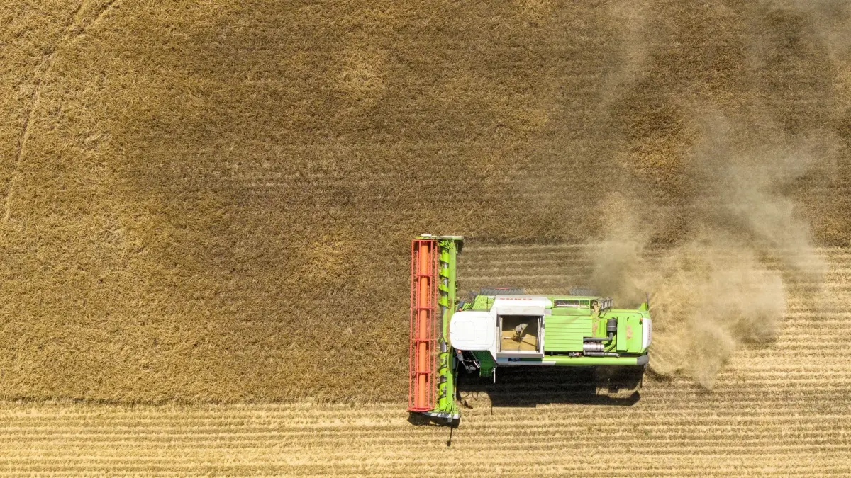 Roggenernte in Sachsen: 10.07.2026, Sachsen, Bischofswerda: Ein Mähdrescher fährt über ein Feld mit Roggen (Aufnahme mit einer Drohne). Foto: Sebastian Kahnert/dpa +++ dpa-Bildfunk +++
