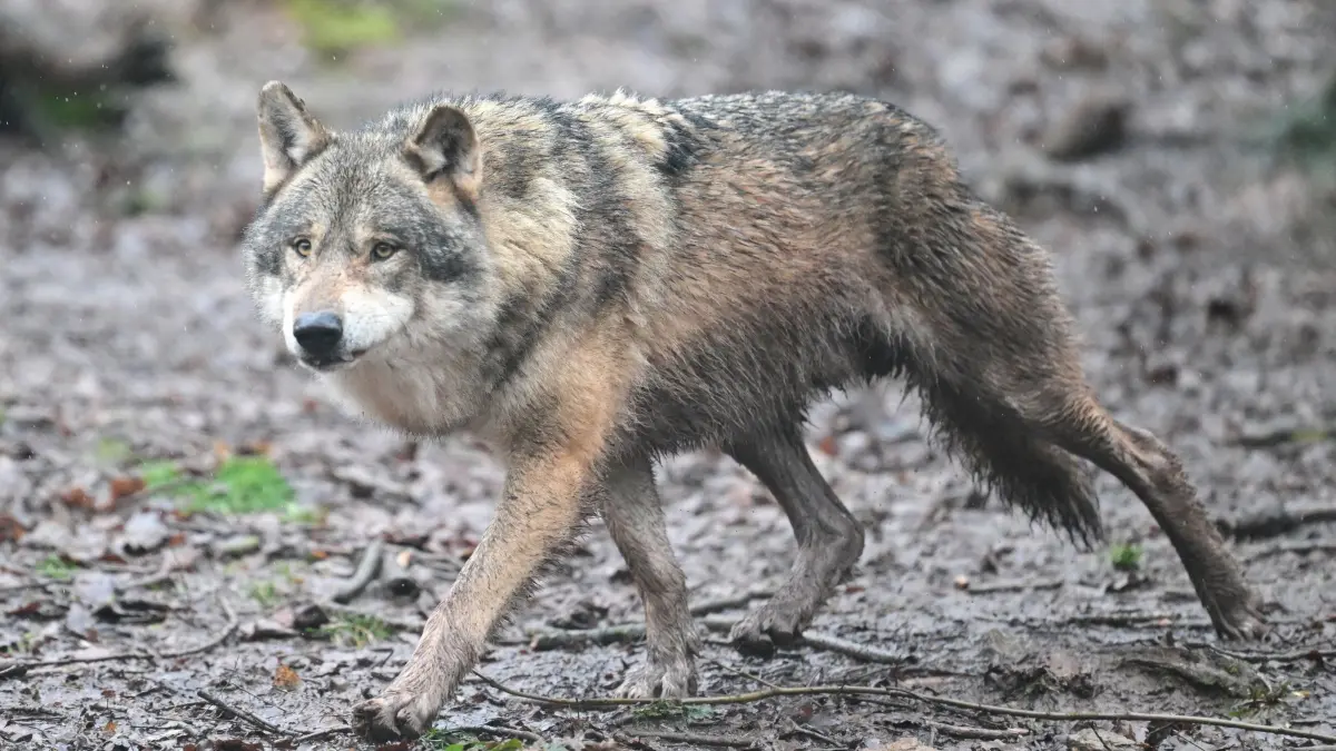 Wolf: ARCHIV - 12.02.2026, Baden-Württemberg, Cleebronn: Ein Wolf läuft durch ein Gehege im Tierpark Wildparadies Tripsdrill. (zu dpa: «Gericht: Wolf im Kreis Olpe darf nicht abgeschossen werden») Foto: Bernd Weißbrod/dpa +++ dpa-Bildfunk +++