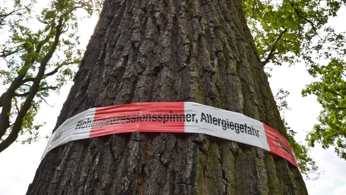 Warnhinweise sollte man unbedingt ernst nehmen und entsprechende Gebiete meiden, warnen Ärzte. Sie bekommen derzeit auch in Bernau viele Patienten mit Beschwerden nach Kontakt mit dem Eichenprozessionsspinner.