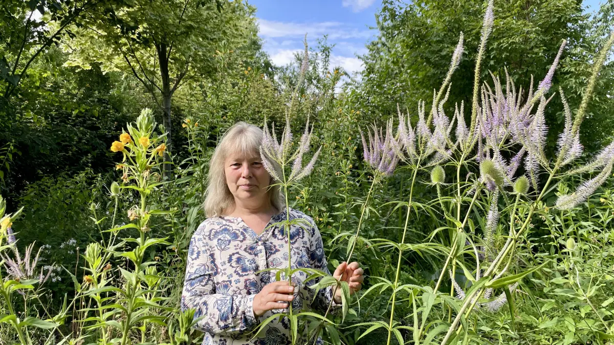 Sylvia Wolff steht in ihrem blühenden Garten in Zerpenschleuse neben einem rund zwei Meter hohen Ehrenpreis – eine Pflanze, die selbst trockene Sommer gut übersteht.