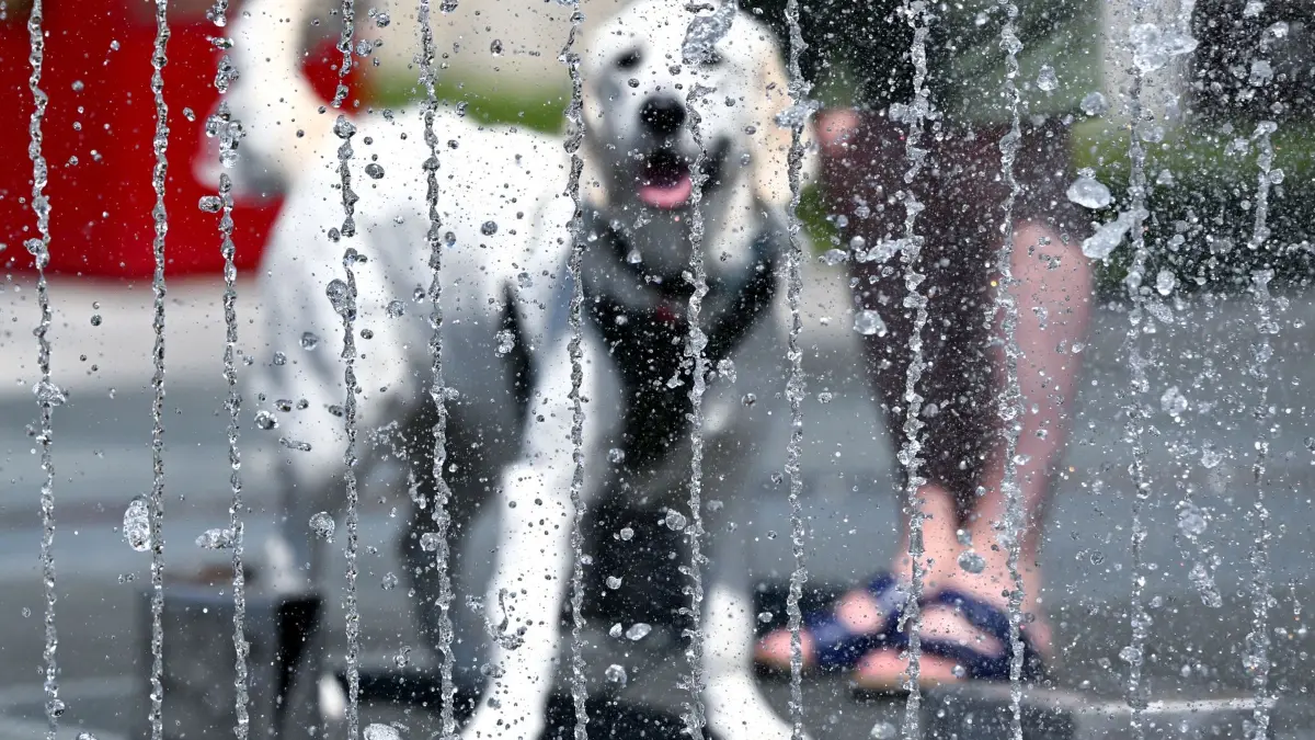Wassersparen in München: 16.07.2026, Bayern, München: Ein Hund kühlt sich an einem Springbrunnen vor dem Lenbachhaus ab. Hitze und Trockenheit lassen in München den Wasserverbrauch steigen. Die Stadt reagiert mit konkreten Verboten. Foto: Sven Hoppe/dpa +++ dpa-Bildfunk +++