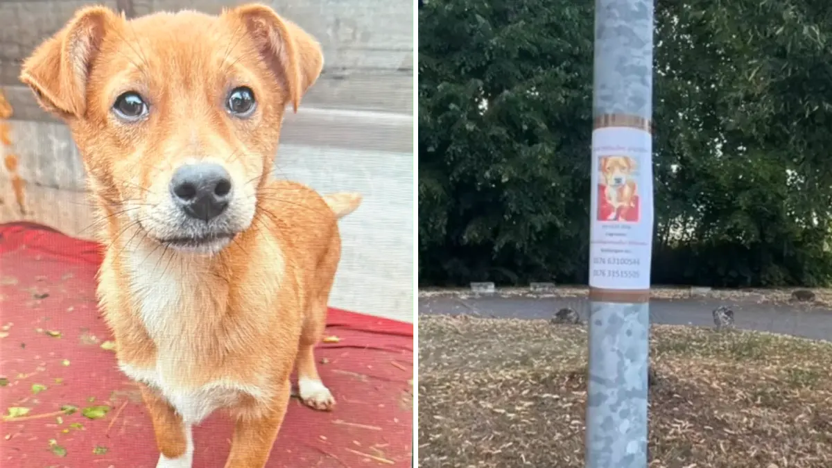 Wird vermisst: Oscar ist in Seelow entlaufen. Er gehört einer Familie in der Kreisstadt, die ihn aus Rumanien adoptiert hat. Seine Herkunft ist auch der Grund dafür, warum der Mischlingshund dringend gefunden werden muss.