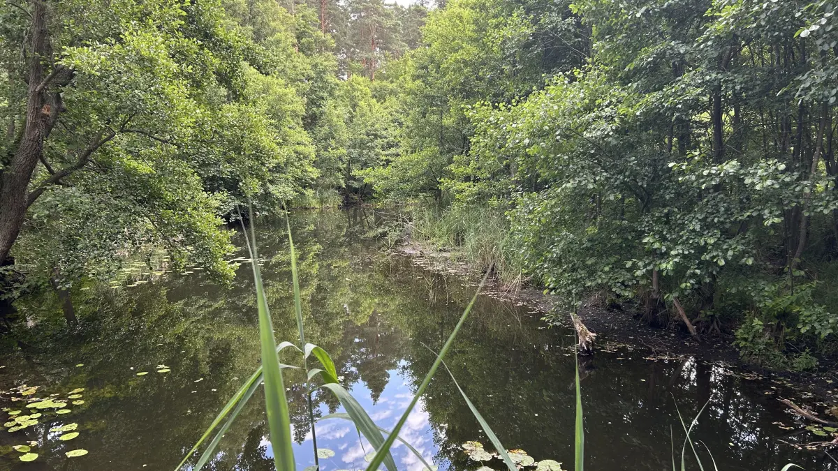 Die Welse bei Angermünde verbindet den Wolletzsee und die Fischteiche der Blumberger Mühle. Der Wasserstand in dem kleinen Fluss hat in diesem Jahr einen Tiefstand erreicht.