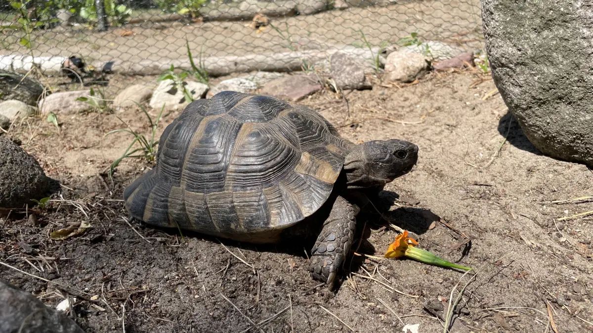 Breitrandschildkröte Erna liebt Erdbeeren. Ohne die süßen, roten Saisonfrüchte kann es passieren, dass sie dem Futter im Tierheim Märkisch Buchholz den Rücken zukehrt und es liegenlässt.