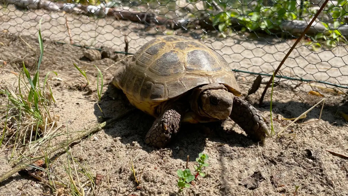 Egon aus Beeskow ist eine griechische Landschildkröte. Im Tierheim Märkisch Buchholz hat er einen schönen Freilauf, den er in der sommerlichen Wärme gut nutzt.