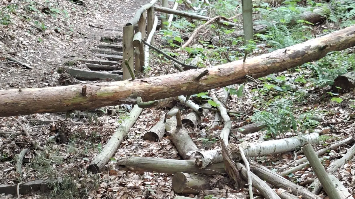 Unpassierbar: Waldweg vom Kurpark auf die Höhe. Elke Stahl aus Bad Freienwalde fragt, wann die Stadt Wege, wie diesen repariert.