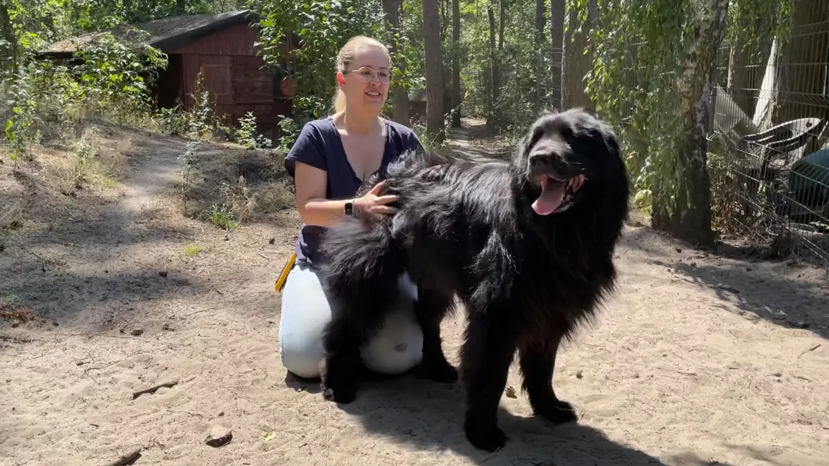 Im Tierheim Märkisch Buchholz hat Neufundländer-Mix Bobby nicht nur die stellvertretende Tierheimleiterin Denise Möbius davon überzeugt, dass er eigentlich ein liebenswerter Hundebär ist. Wenn da nicht der Vorfall mit dem Kind wäre, der jetzt in seiner Akte steht.