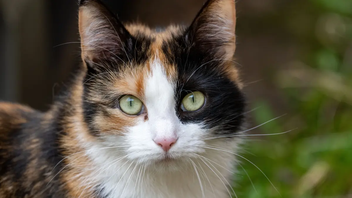 Katzen sind die beliebtesten Haustiere in Deutschland.