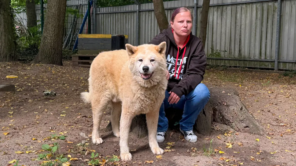 Tierheim Schwedt: Maurice, der 13-jährige Akina Ito, ist sehr menschenscheu. Fremde lassen ihn fast panisch werden. Tierheimmitarbeiterin Kathleen Lichtenberg hat in den vergangenen Jahren eine gute Beziehung zu „Maui“ aufgebaut.