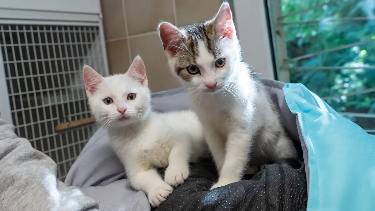 Tierheim Schwedt: Zwei der fünf im Wald bei Schwedt gefundenen Kitten sitzen im Tierheim Schwedt in einem Korb. Sobald sie fit genug sind, sollen sie vermittelt werden.