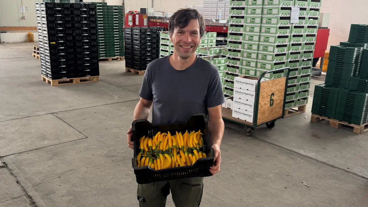 Geschäftsführer Markus Gläser präsentiert gelbe Chilis aus dem Gewächshaus der Fontana GmbH in Manschnow. Wird der vielversprechende Versuch im kommenden Jahr ausgeweitet?