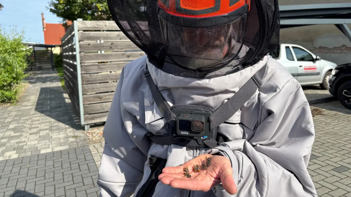 Beseitigung Nest der Asiatischen Hornisse